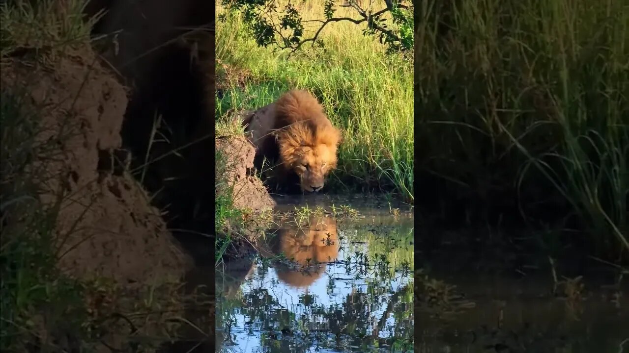 Quenching Thirst #shorts | #ShortsAfrica