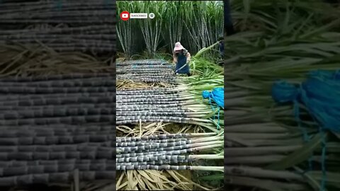 sugarcane harvesting😍😍 #shorts #sugarcane #short #viral