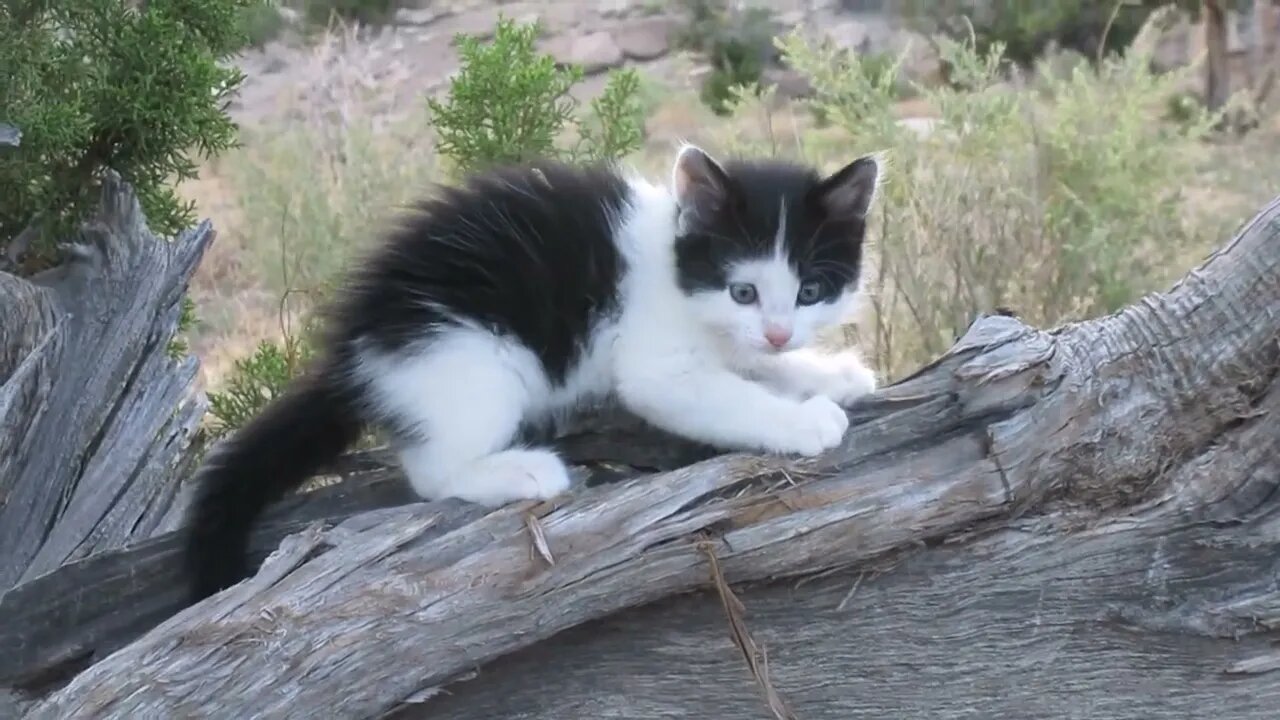 Our Cats #79 #shorts - Panqueeñou Baby Kitten’s First Tree Adventure