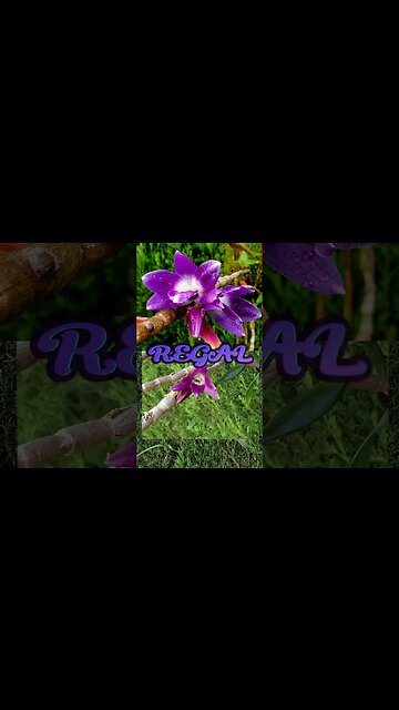 👑Orchid Royalty👸🏼 HRH Dendrobium victoriae-reginae in BLOOM AGAIN #ninjaorchids #shorts #dendrobium