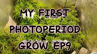 My First PhotoPeriod Grow EP9