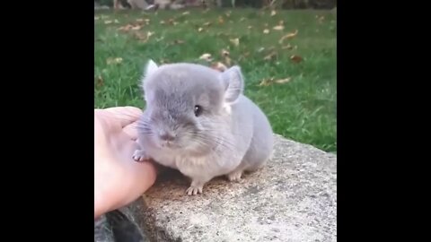 Hold da Hand