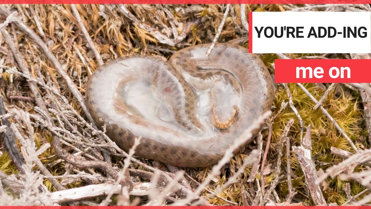 Video shows rare moment a baby adder snake breaks out of its amniotic sac