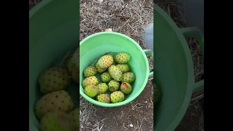 Buah Kaktus