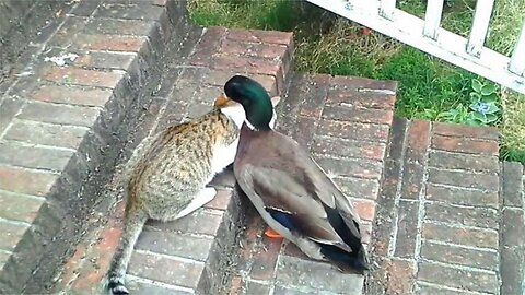 The cat was woken up by a duck when it was sleeping, and it hit directly, the scene was so funny!