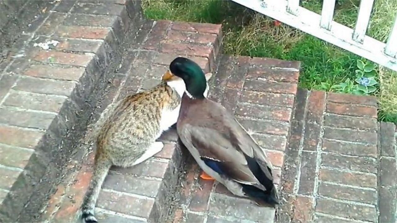 The cat was woken up by a duck when it was sleeping, and it hit directly, the scene was so funny!