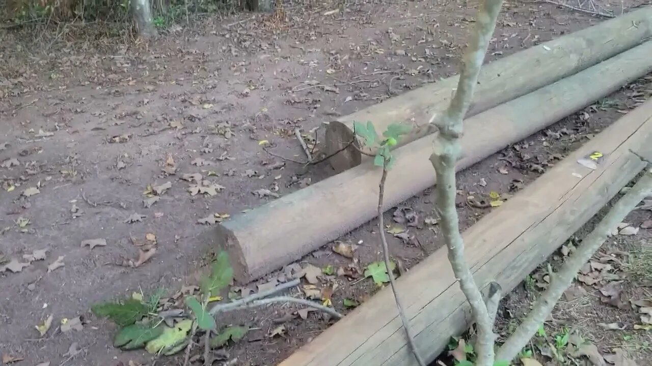 Pruning My fruit trees for a better harvest next year.