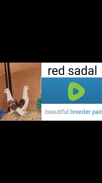 Red sadal feral breeder pair