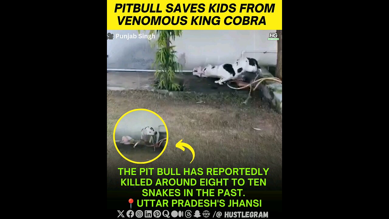 Pitbull Saves Kids From Venomous King Cobra.