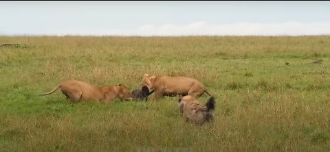 Lion Vs Hyena fighting