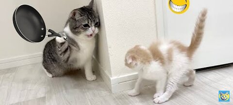 Funny video Funny animals 🤣🤣🤣#funny video funniest