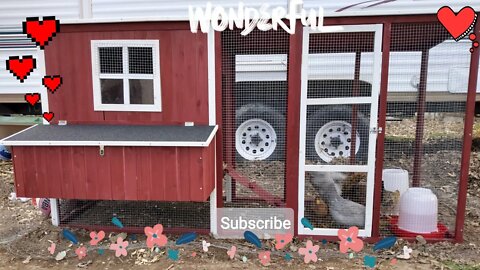New coop, introducing our 8 week old Lavender Orpingtons and Easter Eggers to their new home 🏡