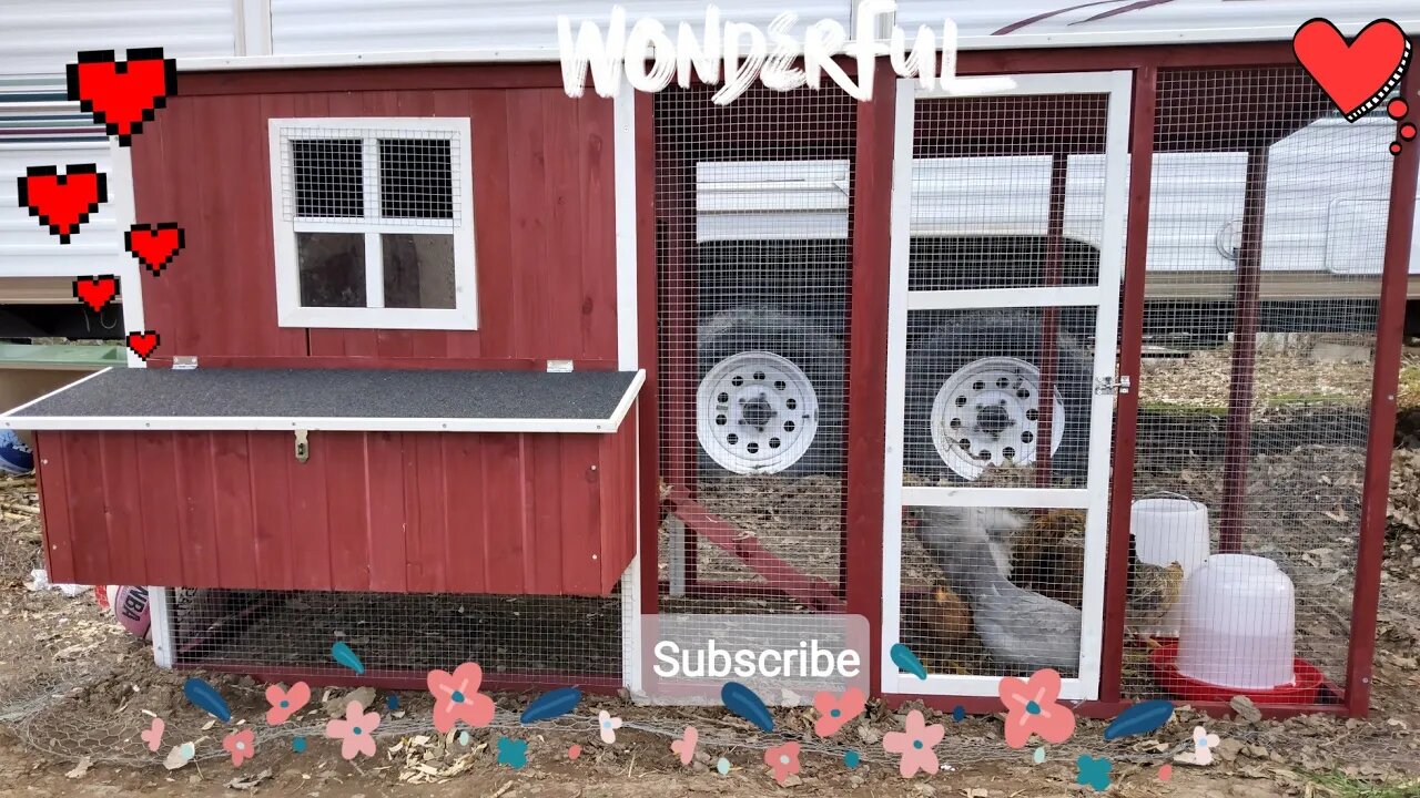 New coop, introducing our 8 week old Lavender Orpingtons and Easter Eggers to their new home 🏡