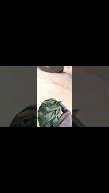 #shorts #2022 funny,prank,funjokes,dad jokes,funny memes,funny video,fun,laughing,funny animal,knock