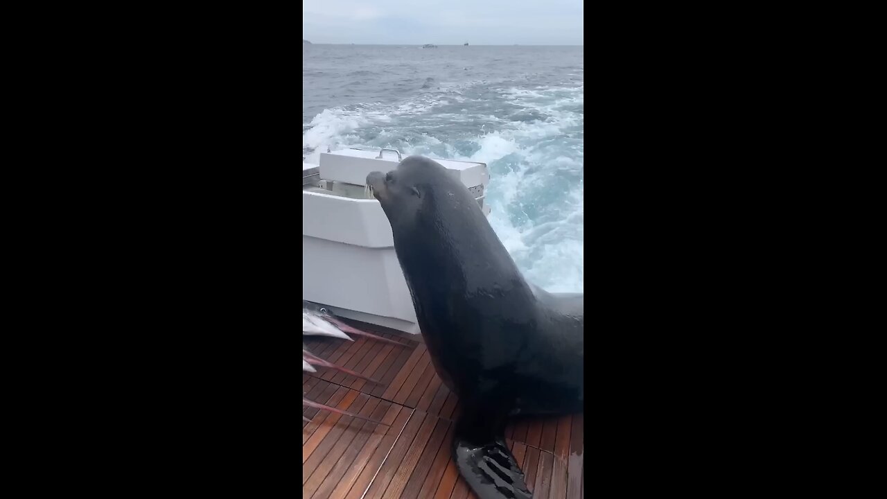 Lion of the sea LEAPS onto boat