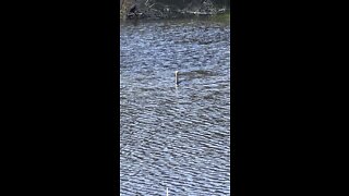 Bird Swim & Dive