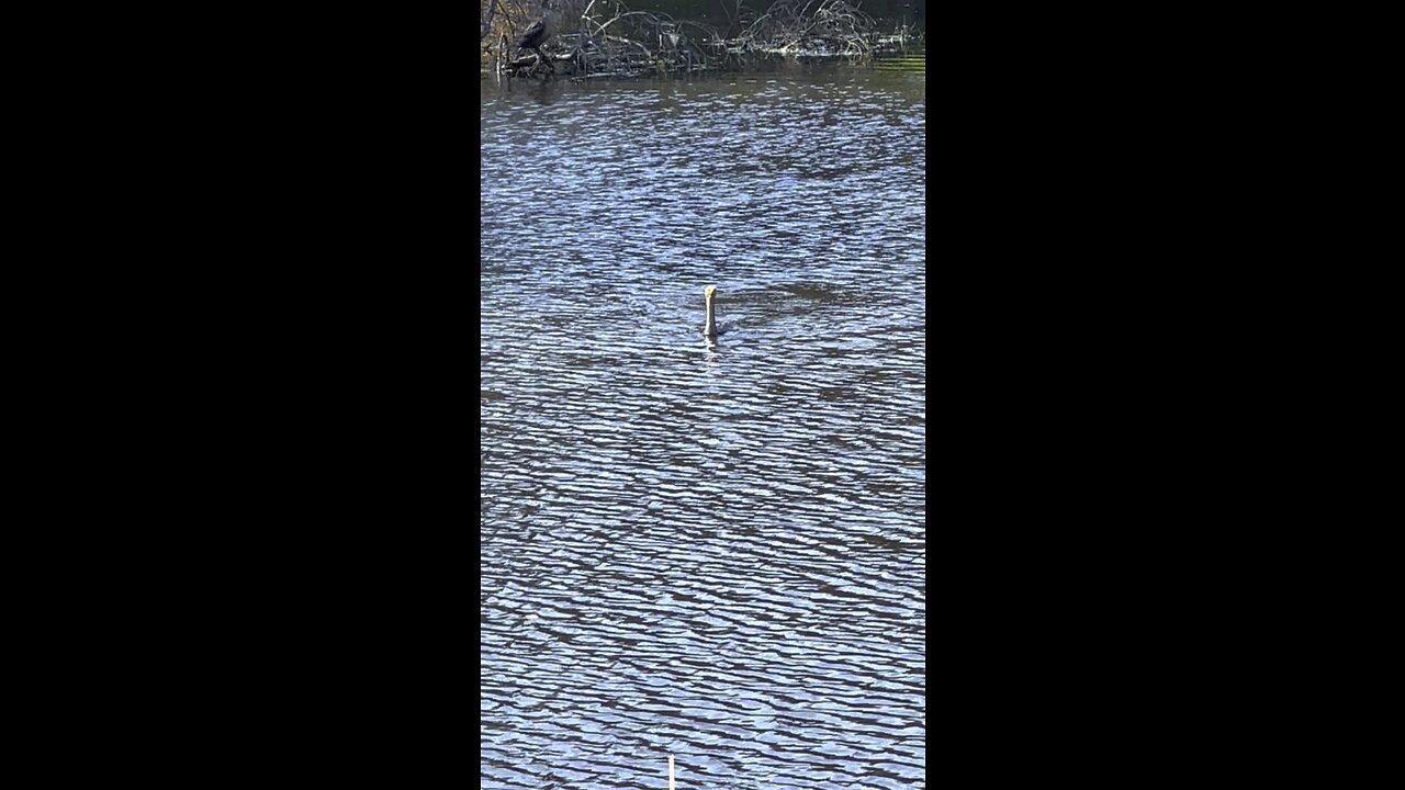 Bird Swim & Dive