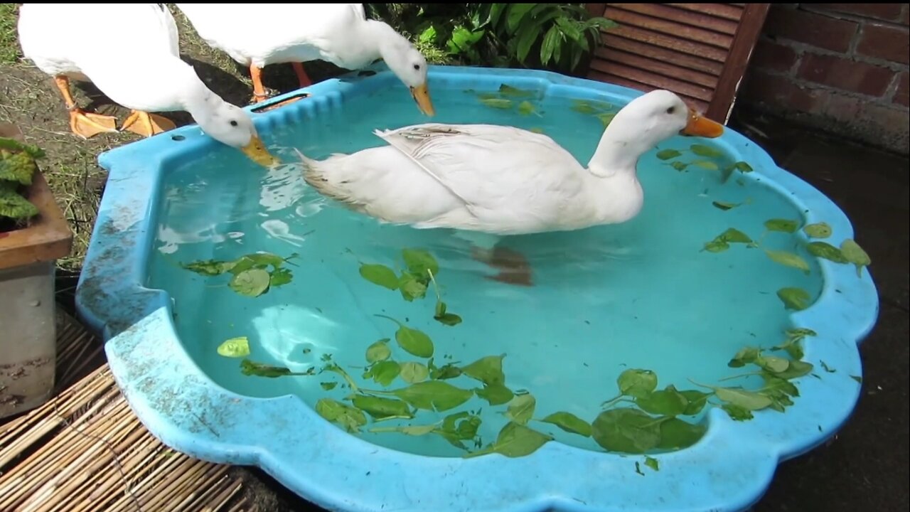 Ducks playing in water