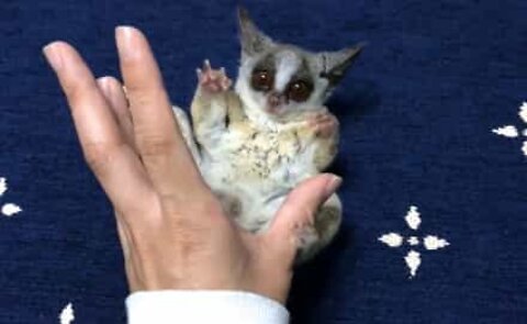 A playful bush baby will capture your heart