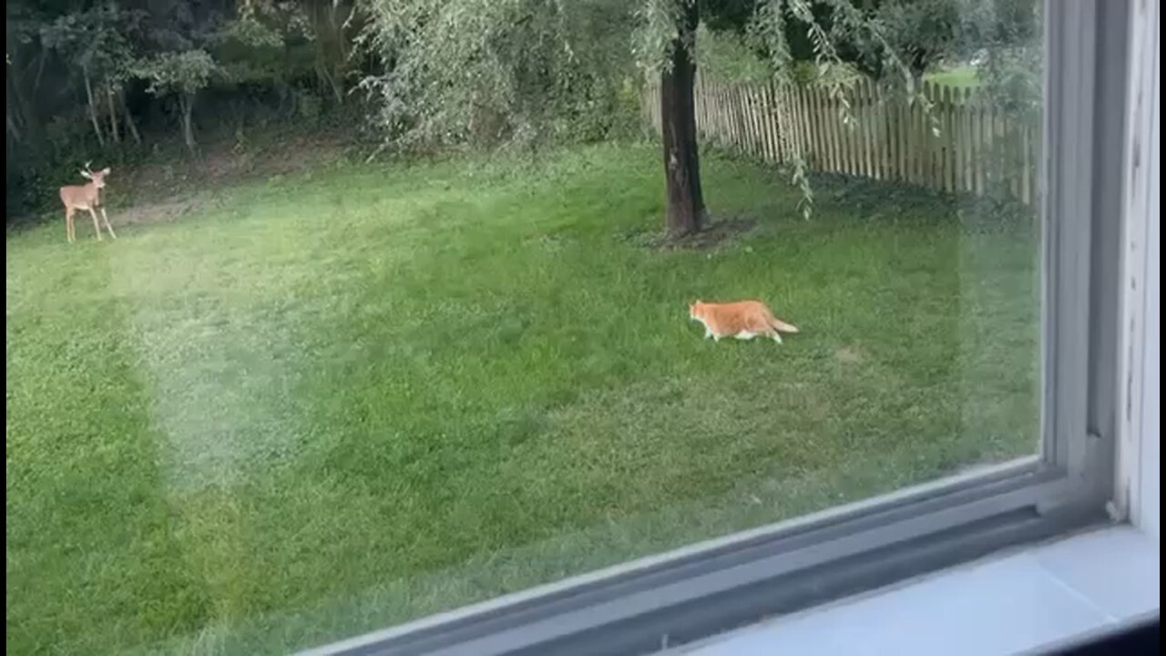 Backyard Fight
