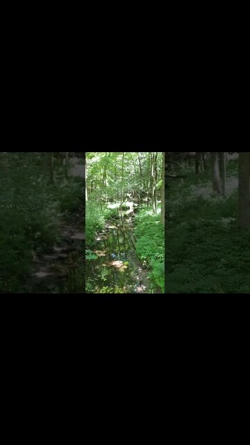 LoFi ASMR | Nature Sounds | Forrest Sounds