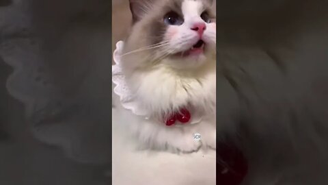 cute cat videos 😹 funny videos 😂 516 😻