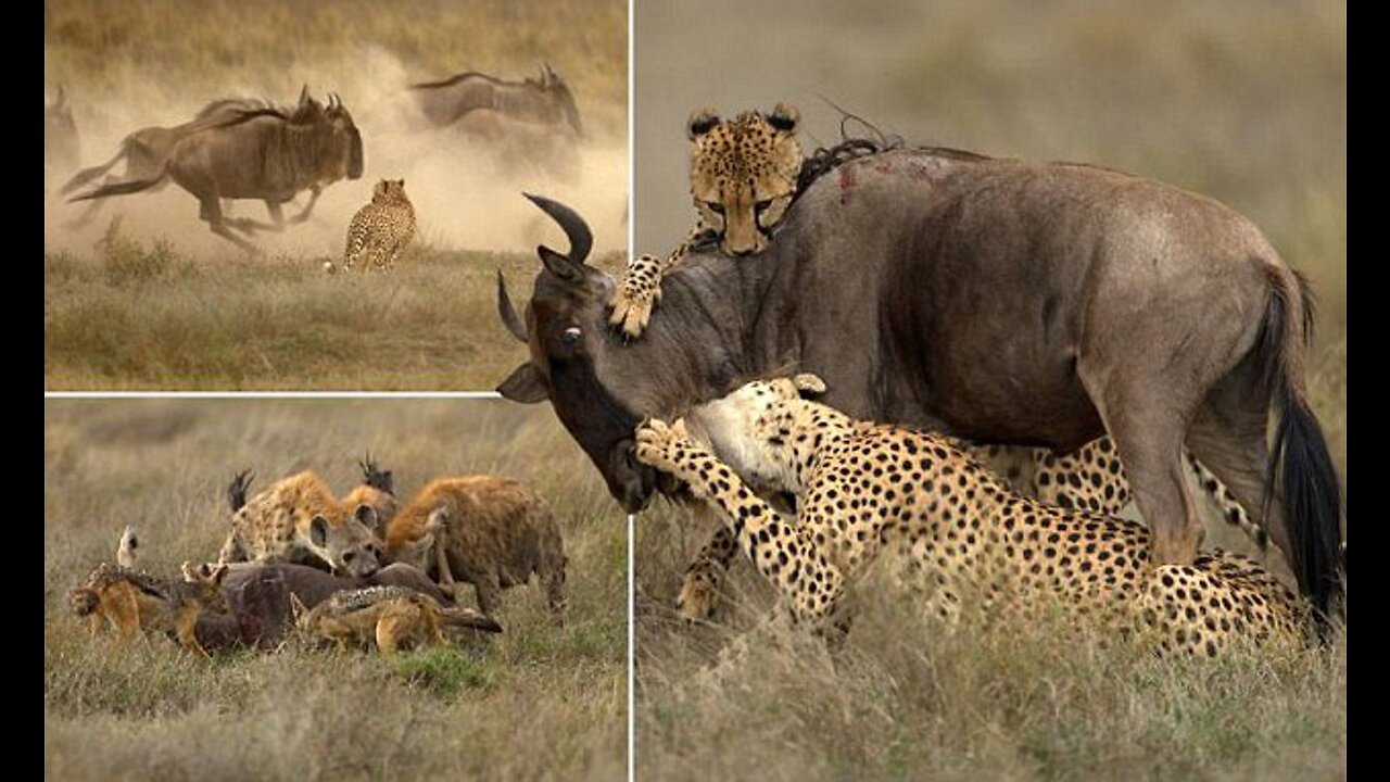 Cheetahs Takedown a Wildebeest | The Way of the Cheetah