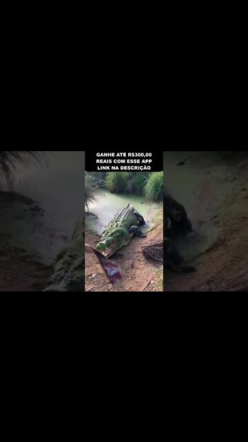 Veja o tamanho de um dente de jacaré adulto