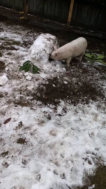 Charlie & Snow Pig