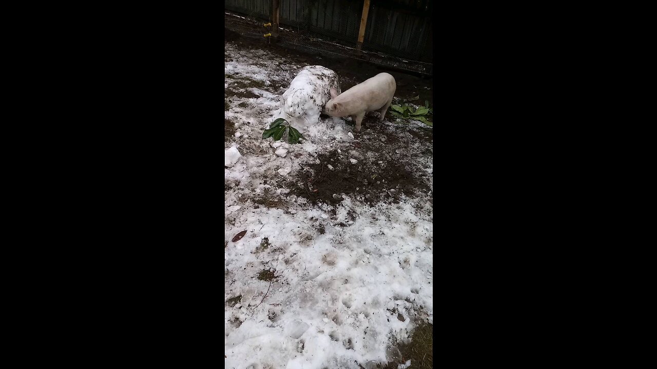 Charlie & Snow Pig