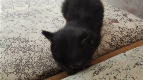 CUTE BLACK KITTEN / Funny kitten / Funny kitten video #NatureShortsVideo