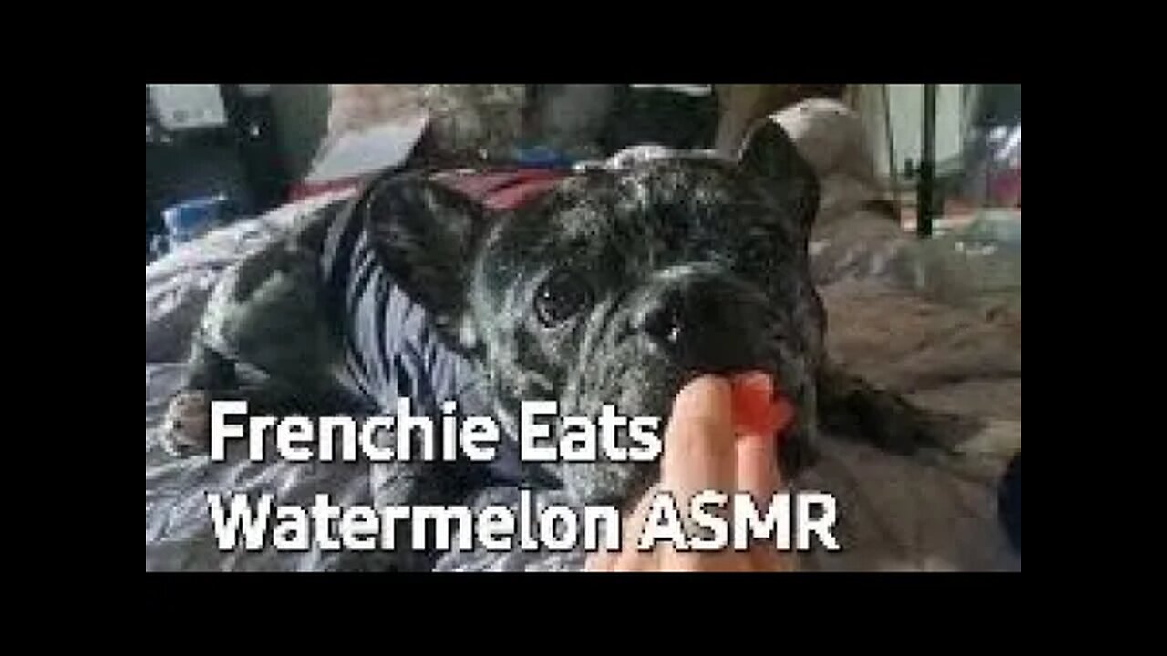 ASMR - French Bulldog Eats Watermelon