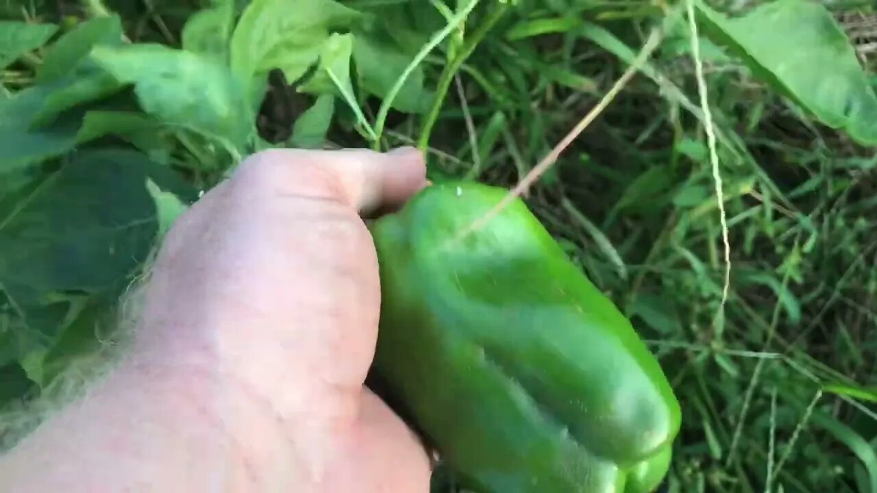 Transform overgrown garden beds into soil fertility