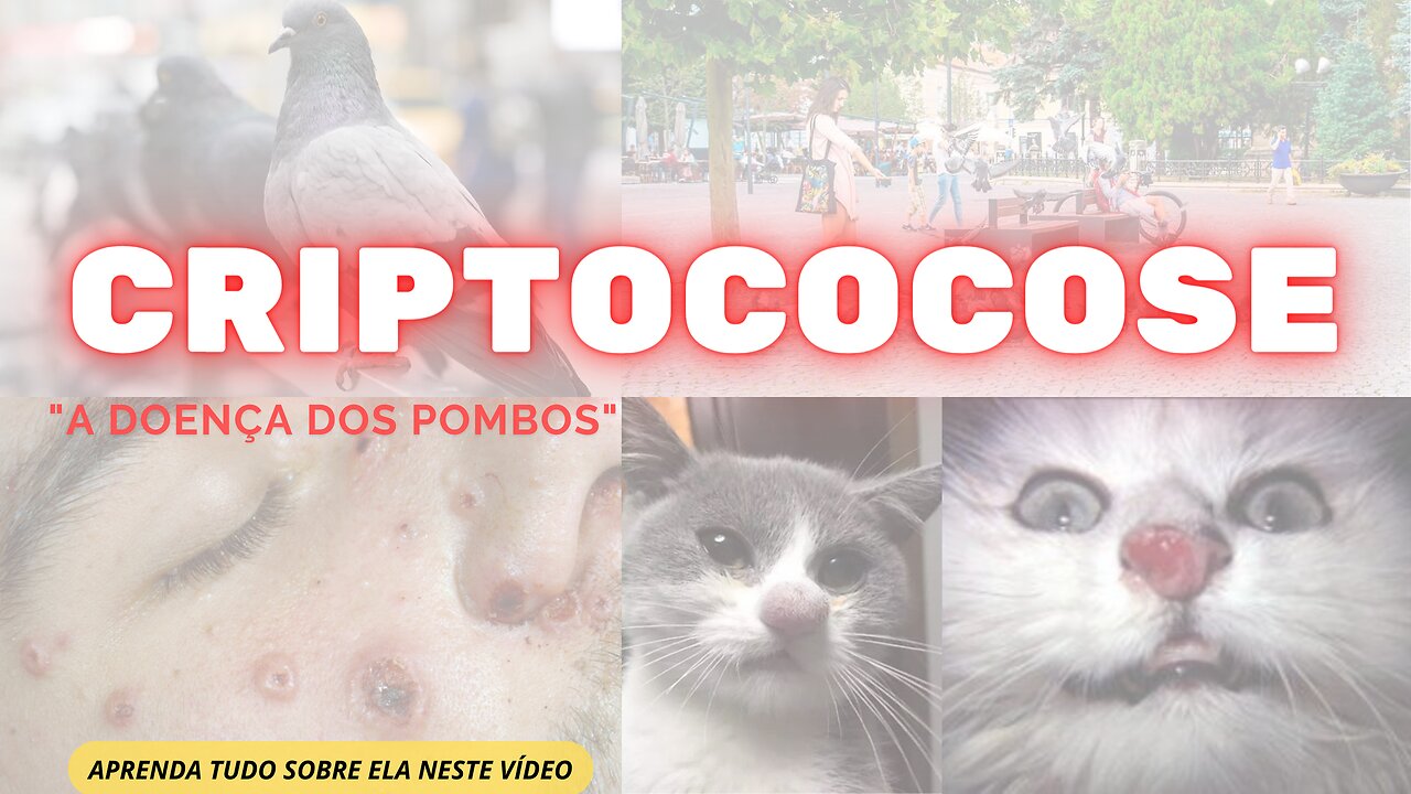 Criptococose e Histoplasmose - Doença dos pombos - Prevenção, Controle e tratamento