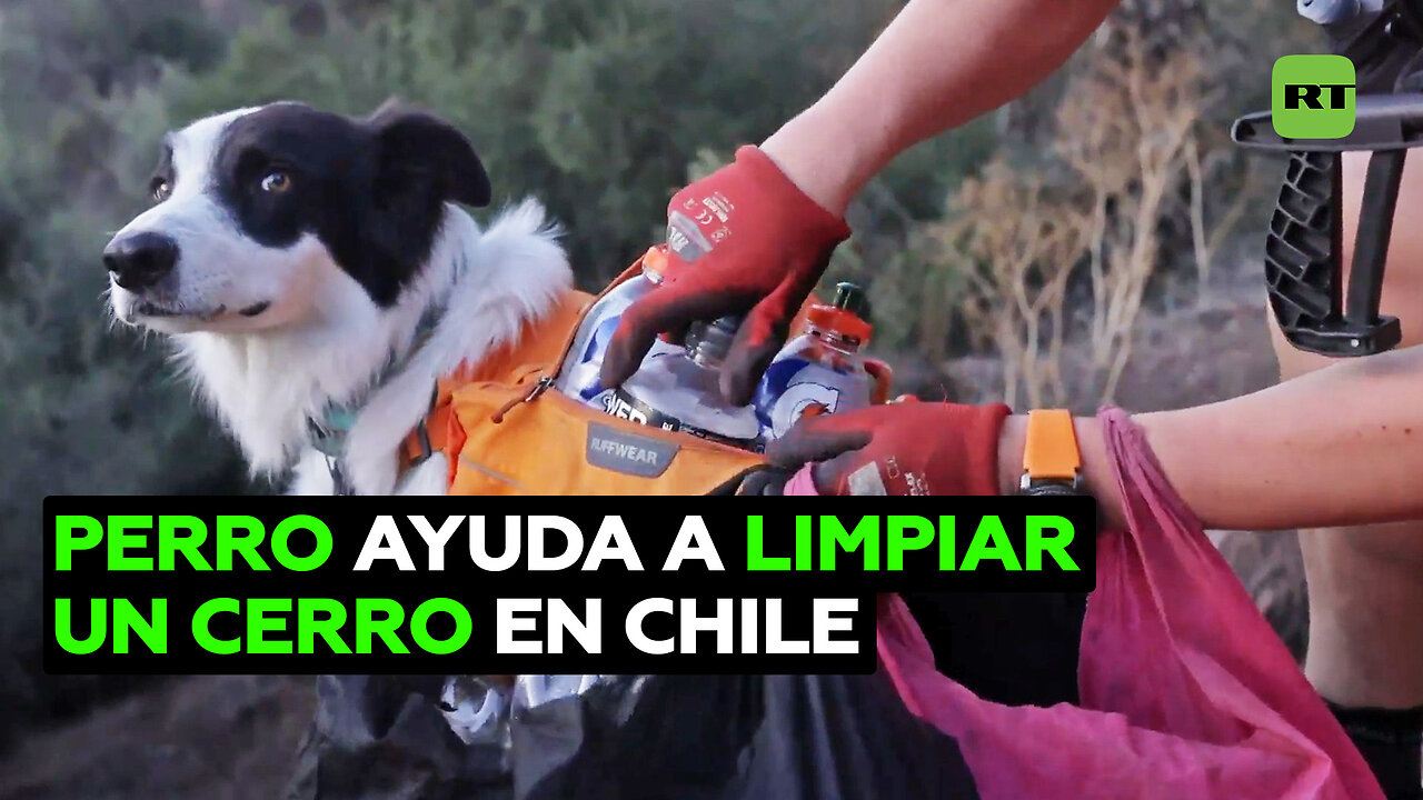 Perro ayuda a mantener limpio un cerro en Santiago