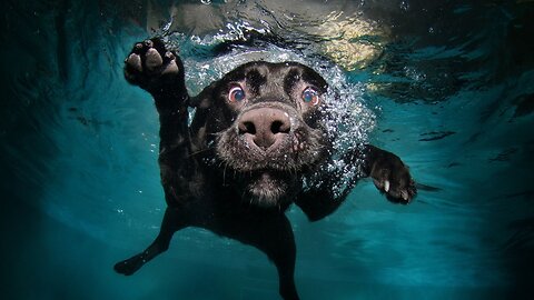 2023's Ultimate Compilation of Hilarious Pet Videos - Laugh with the Funniest Cats and Dogs 🐾