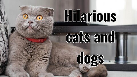 Cat vs. Dog Comedy Showdown: Whose Antics Reign Supreme?