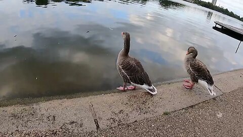 geese at the Serphentine lake London 12th July 2023