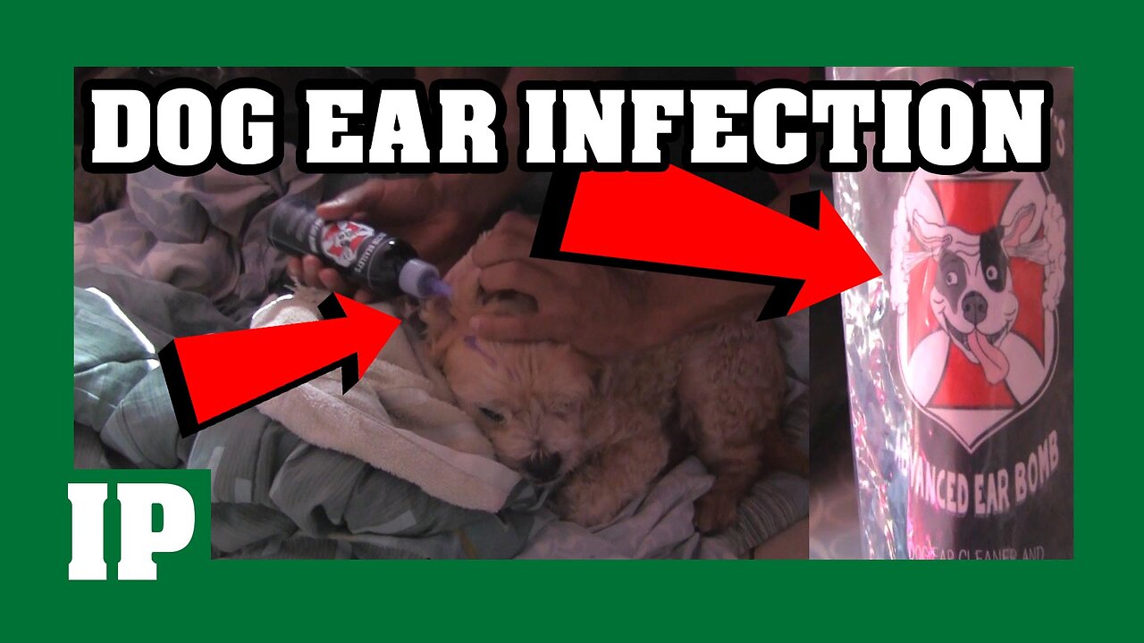 10 EP - Get rid of DOG EAR Infection with Ear cleaning solution -#introphaze @introphaze