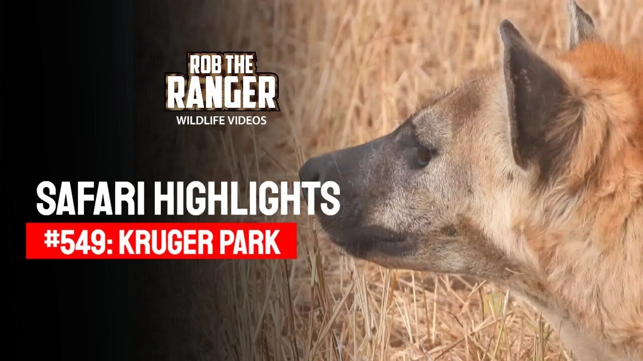 Safari Highlights #549: 17 & 18 August 2020 | Kruger National Park | Latest Wildlife Sightings