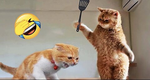 Funniest Animals 2023 😂 New Funny Cats and Dogs Videos 😻🐶 Part 1