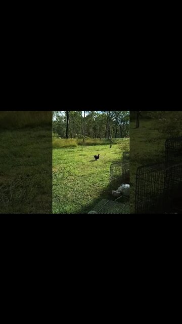 Dudley's gone for a walk