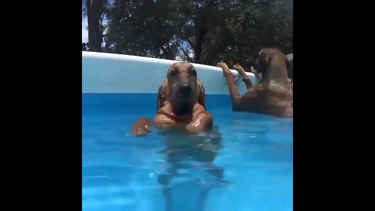 Dog pool party