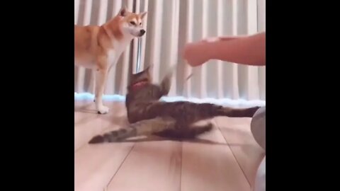 Difference between dog and cat being measured..🐕🐾🐈📏😂😂