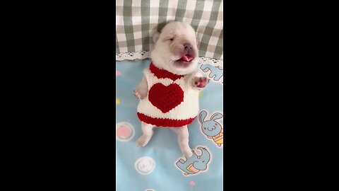 Dog funny memes 😂