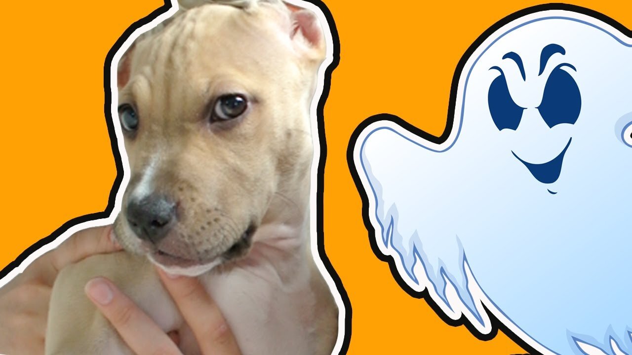 Troll Prank Dog Funny & fake Lion and Fake Tiger Prank To dog & Huge Box Prank to dog