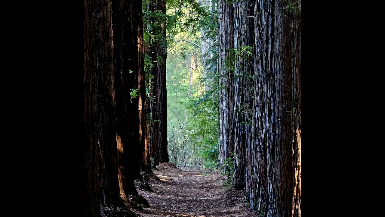 Serenity in Motion: O'Shannassy Aqueduct Trail and Weir