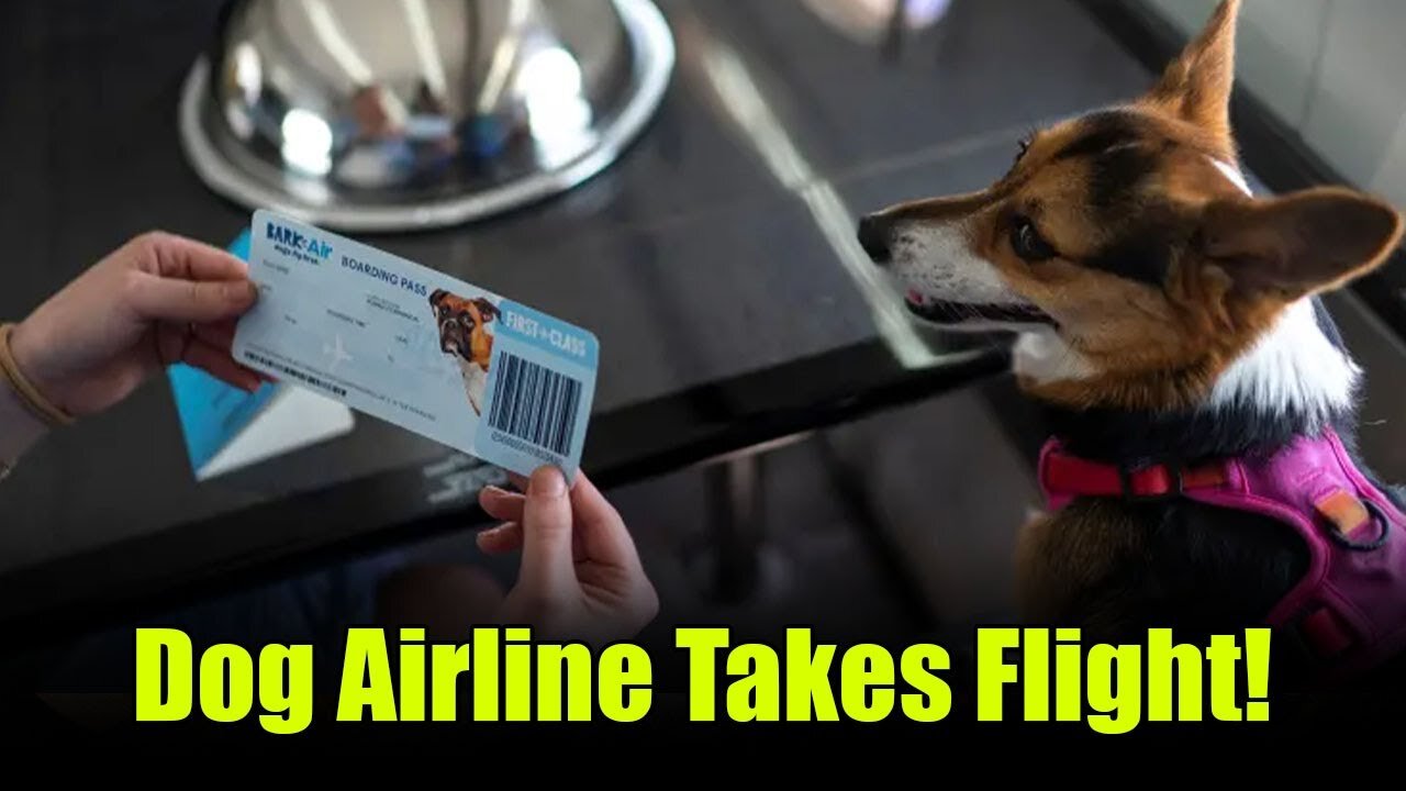 First-Ever Dog Airline Takes Flight