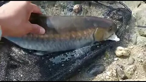 Live catch by Pro-Angler, Pare River