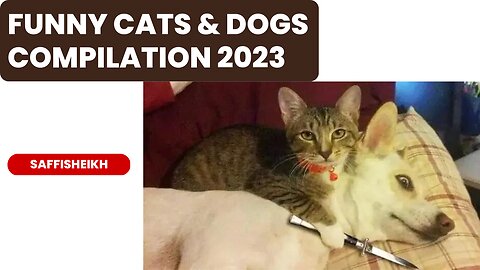 Funniest animal videos 2023 😂 funny cats and dogs compilation😹🐶